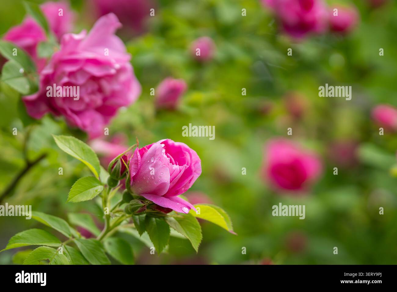 Leuchtend rosa Rugosa-Rose-Hybrid „Guna“ blüht zwischen frischem grünem Laub, mit teilweise geöffneten Knospen und reich geschichteten Blütenblättern. Stockfoto