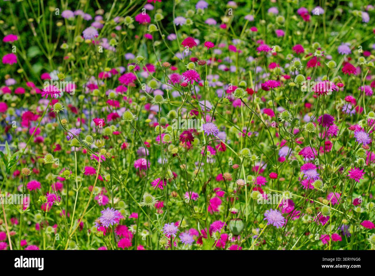 Eine vertikale Nahansicht einer Vielzahl von leuchtenden rosa, lila und grünen Blumen in einem botanischen Garten im Sommer. Stockfoto