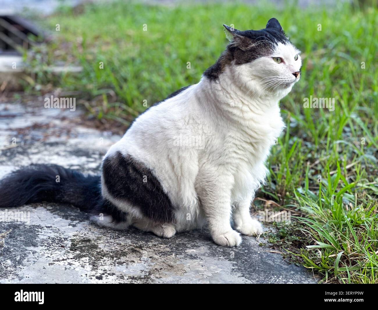KATZE, DIE AUF EINEM GRAS SITZT Stockfoto