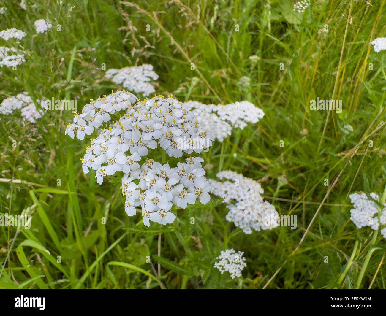 Blühendes Achillea millefolium auf einem Sommerfeld mit grünem Hintergrund Stockfoto