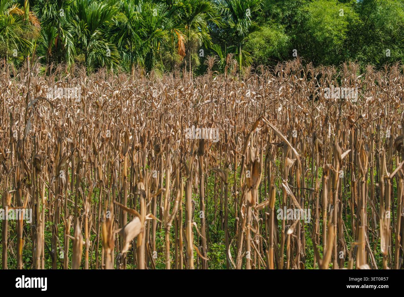 Getrocknetes Maisfeld mit gelben Stängeln neben Wasser-Kokospalmen Stockfoto