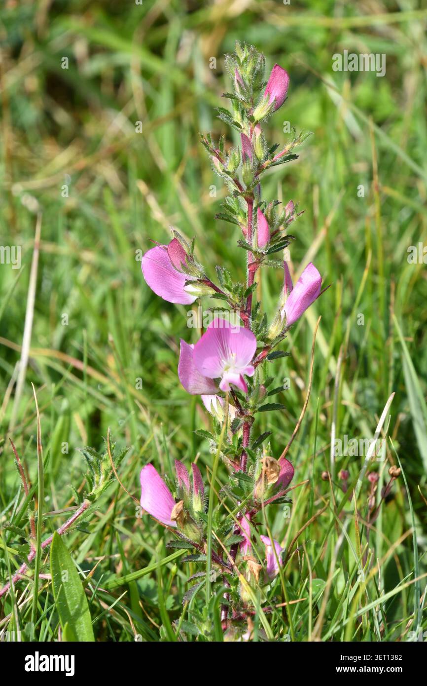Spiny Restharrow „Ononis spinosa“ rosafarbene erbsenähnliche Blüten auf Kreide unten in Wiltshire. Stockfoto