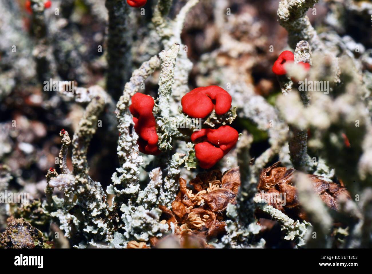 Nahaufnahme der hellroten Fruchtkörper der Flechte „Cladonia Floerkeana“, die auf den verfaulenden Baumstümpfen in einem Wald auf der Somerset Wiltsh wächst Stockfoto