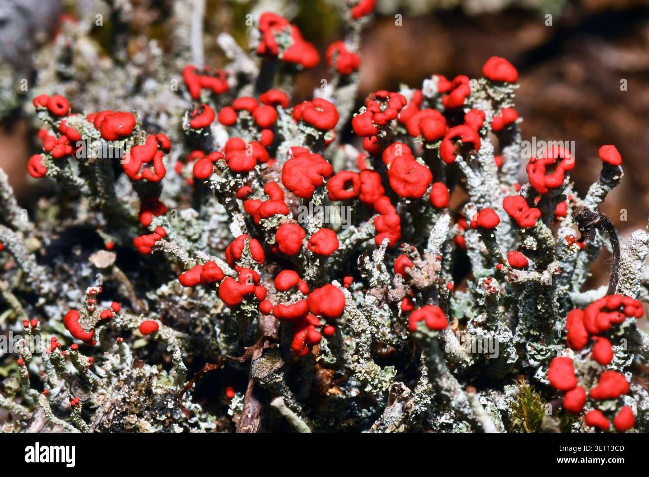 Nahaufnahme der hellroten Fruchtkörper der Flechte „Cladonia Floerkeana“, die auf den verfaulenden Baumstümpfen in einem Wald auf der Somerset Wiltsh wächst Stockfoto