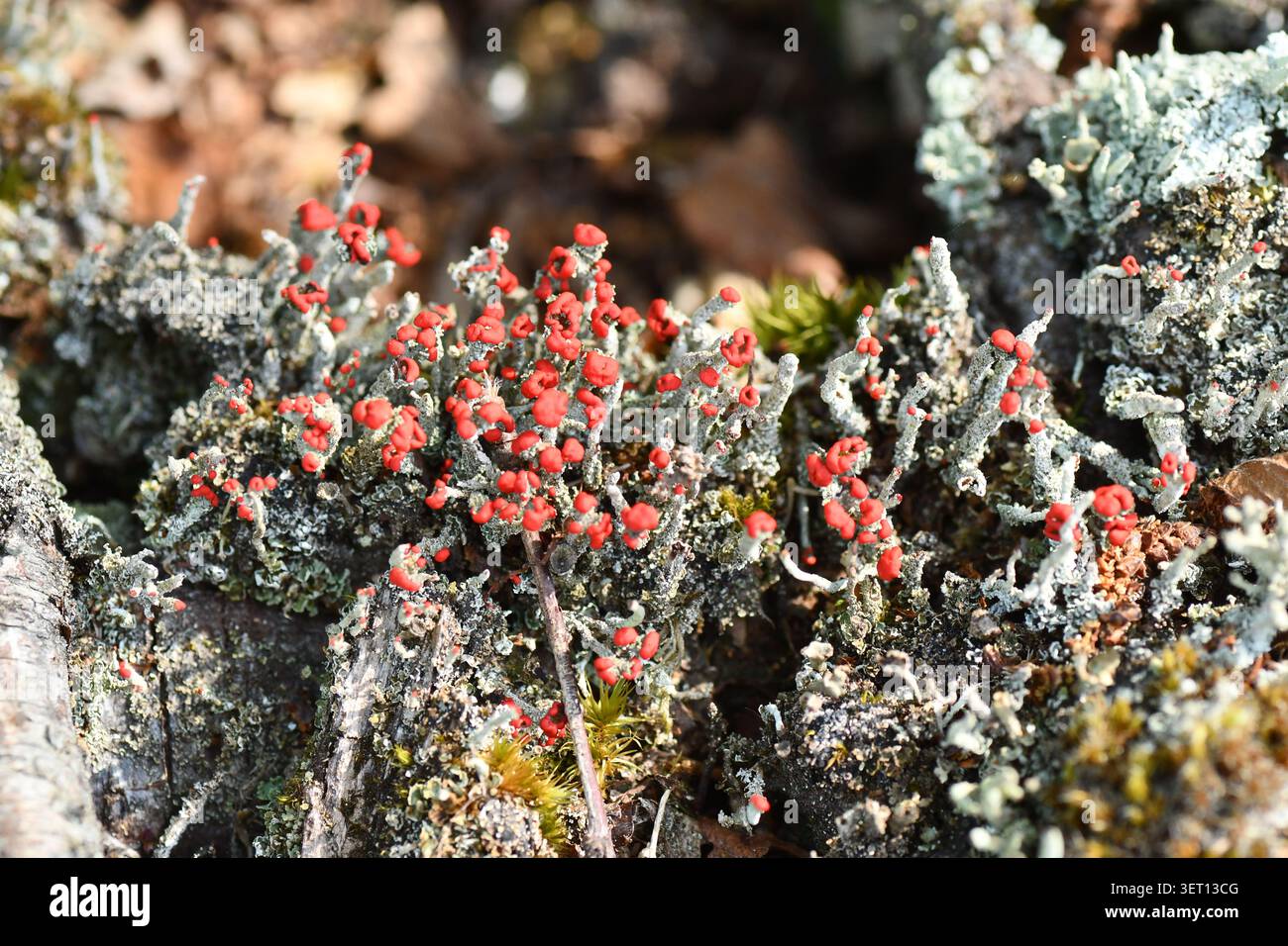 Flechten, 'Cladonia Floerkeana'. Pixie-Tasse, Nahaufnahme mit hellroten Fruchtkörperchen im Juni, auf einem verfaulenden Baumstumpf. Im Wald in Somerset.UK Stockfoto