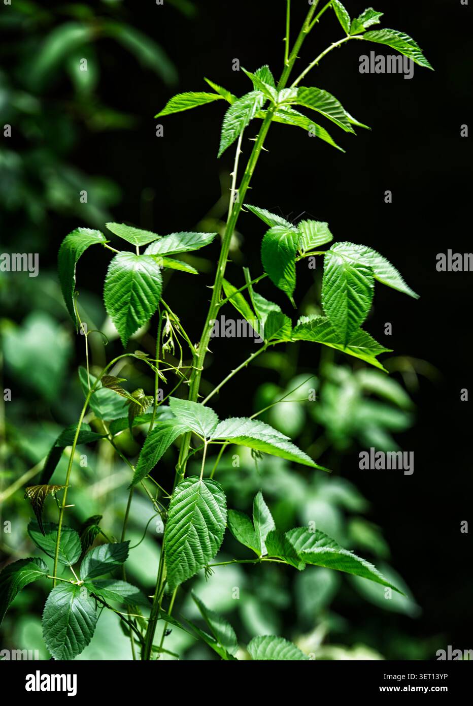 Die grünen Blätter einer Waldpflanze, die hoch wächst Stockfoto