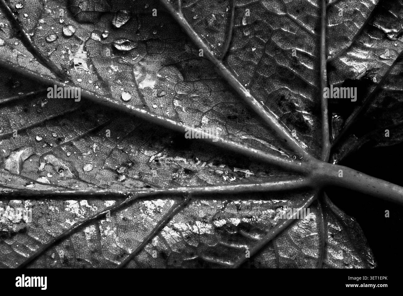 Wassertröpfchen ruhen auf der Oberfläche eines Blattes und betonen dessen Textur und Adern in Schwarz-weiß-Umgebung. Stockfoto