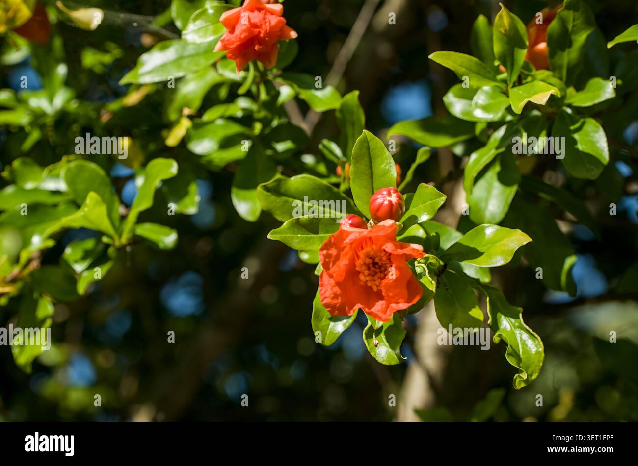 Nahaufnahme von leuchtenden roten Granatapfelblüten, die auf einem Baumzweig in einem Garten blühen Stockfoto