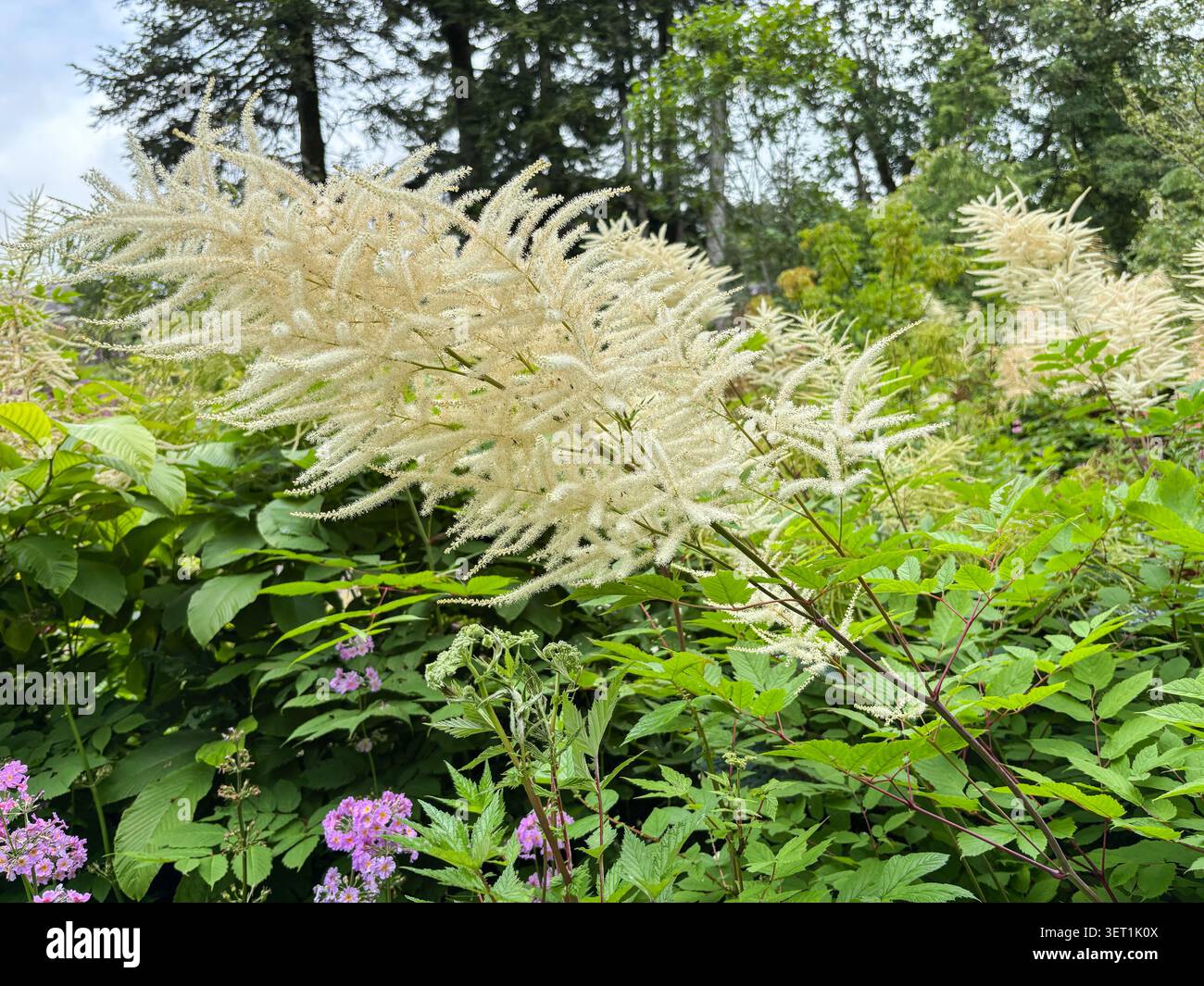 Aruncus dioicus, Ziegenbart, mit seinen großen, gefiederten, cremeweißen Federn auf hohen Stielen, Aberglasney Gardens, Carmarthenshire, Südwales. Stockfoto