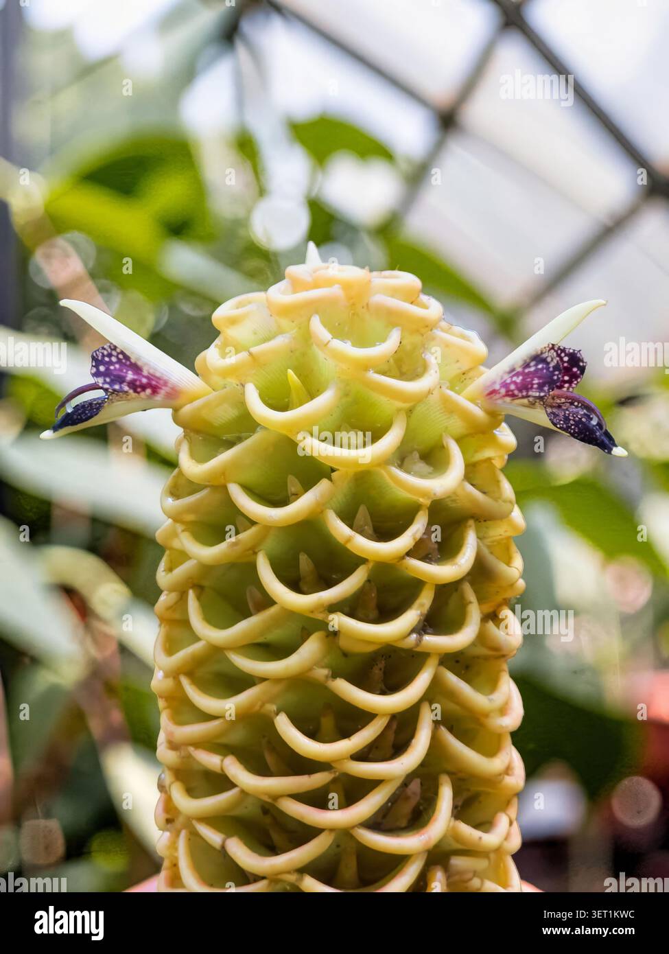 Exotischer gelber Bienenstock-Ingwerblüte mit violetten Blüten Stockfoto