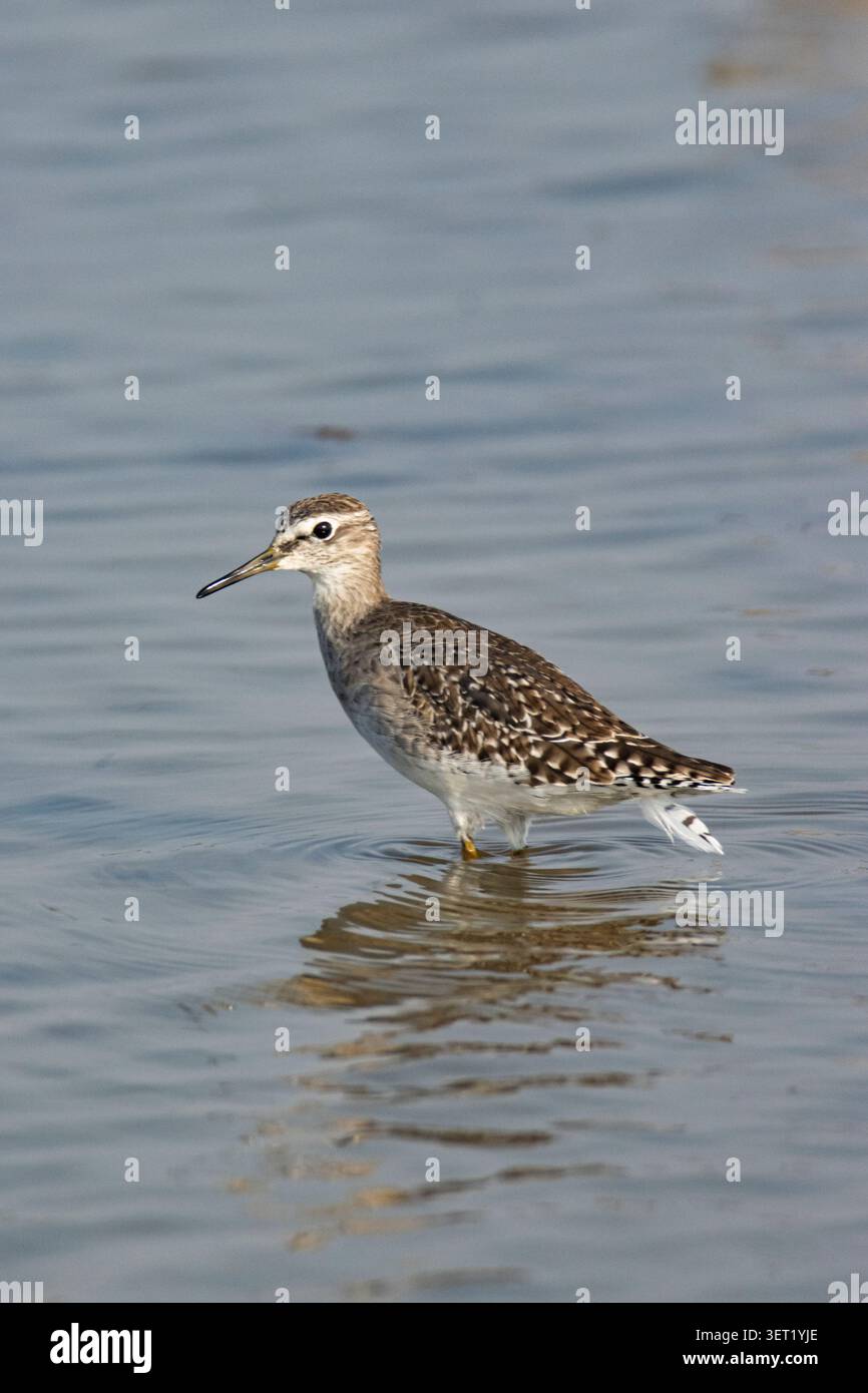 Ein Waldsandpiper sucht bei hellem Tageslicht am Seeufer nach Nahrung. Dieser wandernde Küstenvogel untersucht sorgfältig das flache Wasser und die schlammigen Kanten Stockfoto