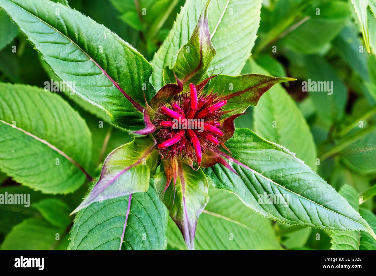 Garten Garten Scharlach Balsam „Jacob Cline“ ist eine einheimische Staude Stockfoto