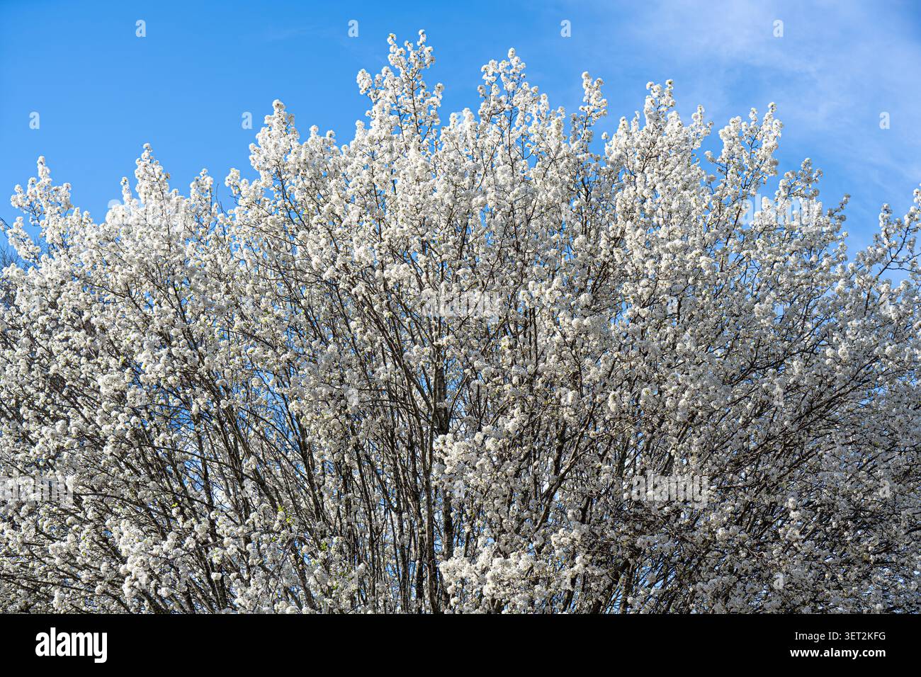 Der weiße Frühling blüht auf einem Birnenbaum von Bradford (Callery) in Metro Atlanta, Georgia. (USA) Stockfoto