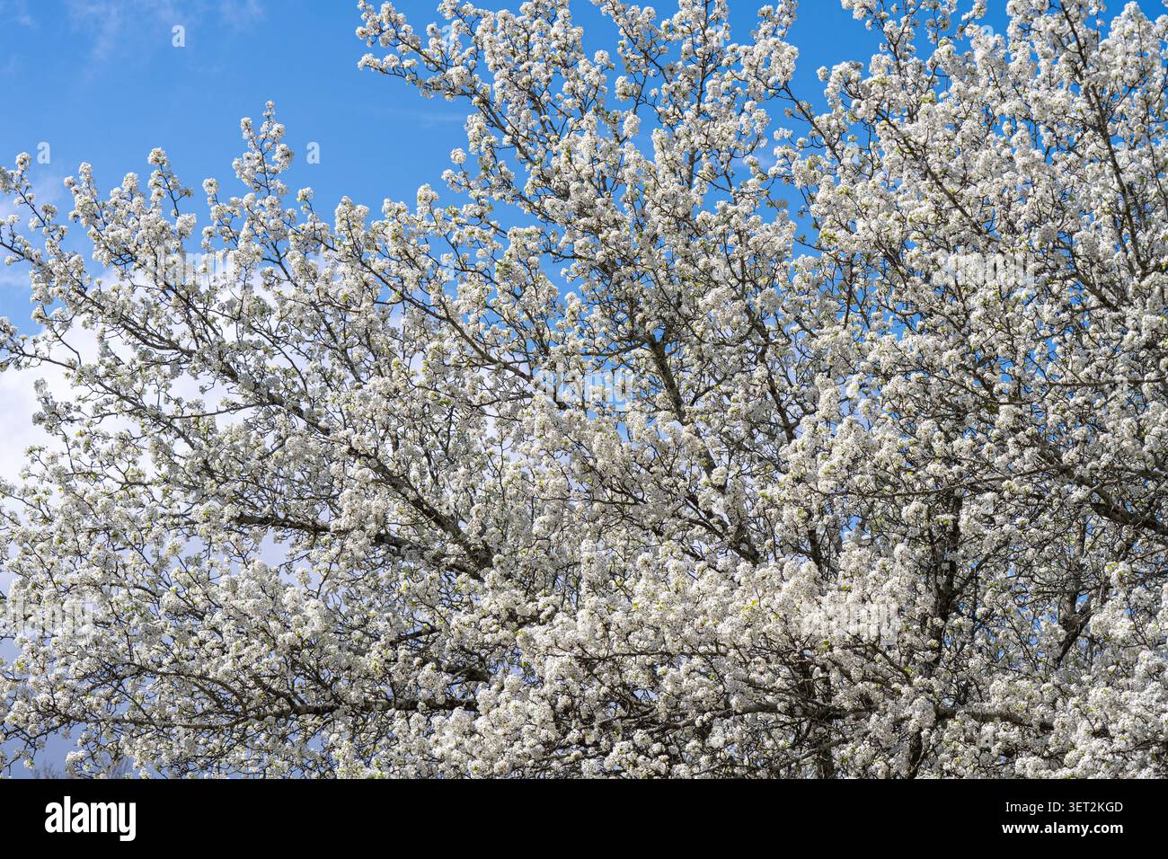 Der weiße Frühling blüht auf einem Birnenbaum von Bradford (Callery) in Metro Atlanta, Georgia. (USA) Stockfoto