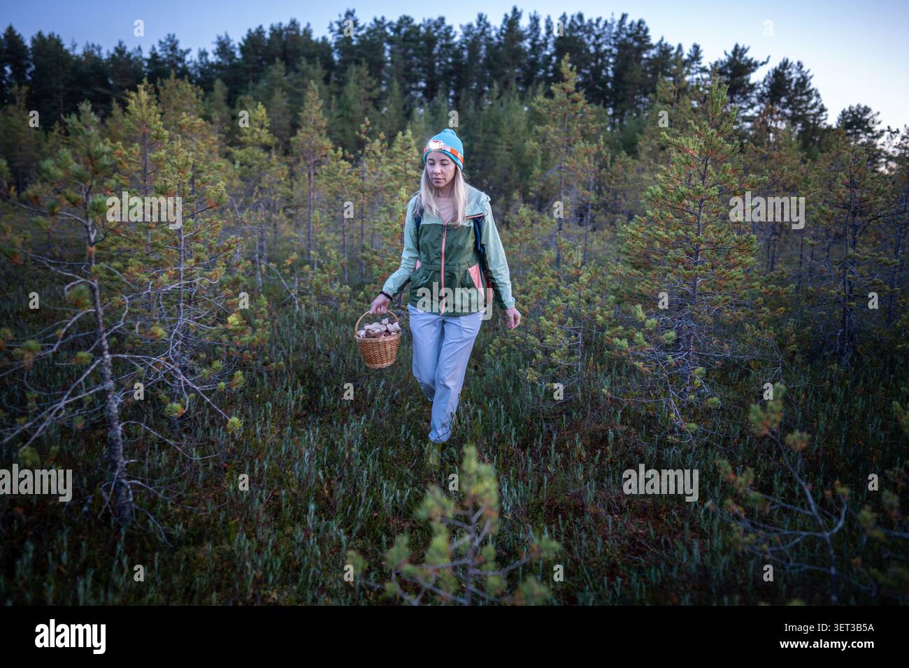 Fokussierte Frau mit Scheinwerfer, die Pilze in kalten Herbstwäldern in der Dämmerung sucht, allein durch den Norden Stockfoto