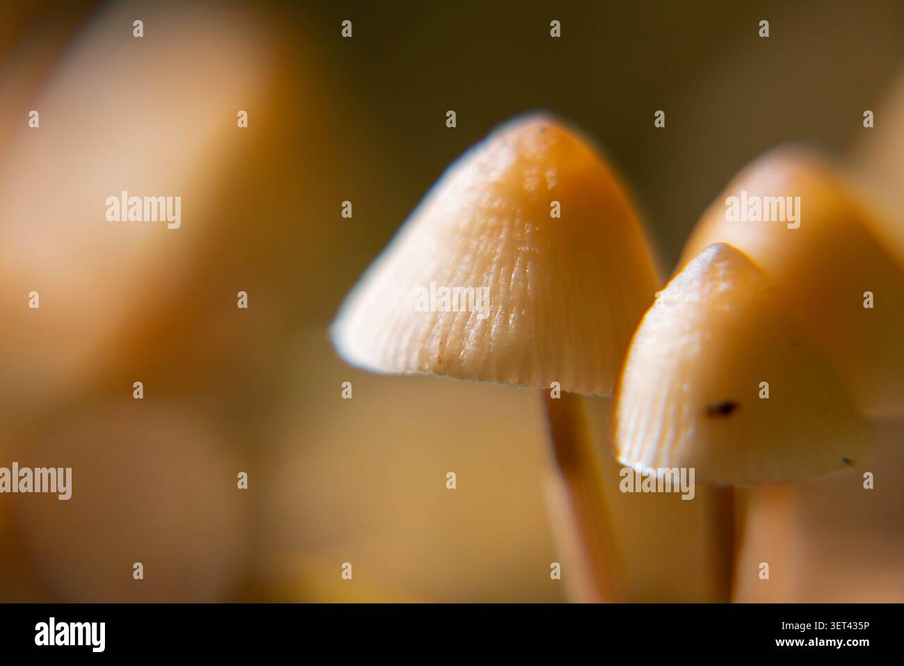 Wildwaldpilze mit weißen Toadstools inmitten der Waldvegetation. Kontrastierende Pilzarten in ihrem natürlichen Lebensraum, die zarte Texturen, bunte Kappen und organische Wachstumsmuster hervorheben. Konzept der Biodiversitätsmykologie Naturforschung und saisonales Waldleben Stockfoto