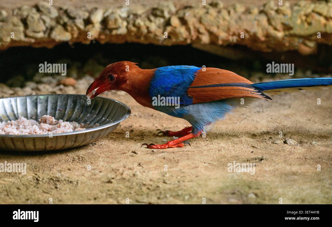 Sri Lanka Blaue Elster oder Ceylon Elster (Urocissa ornata) Vogel isst Reis in einem Vogelfutter am Boden. Stockfoto
