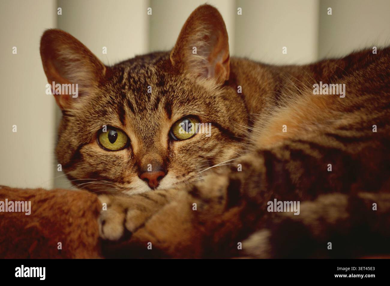 Katzenauge Stockfoto