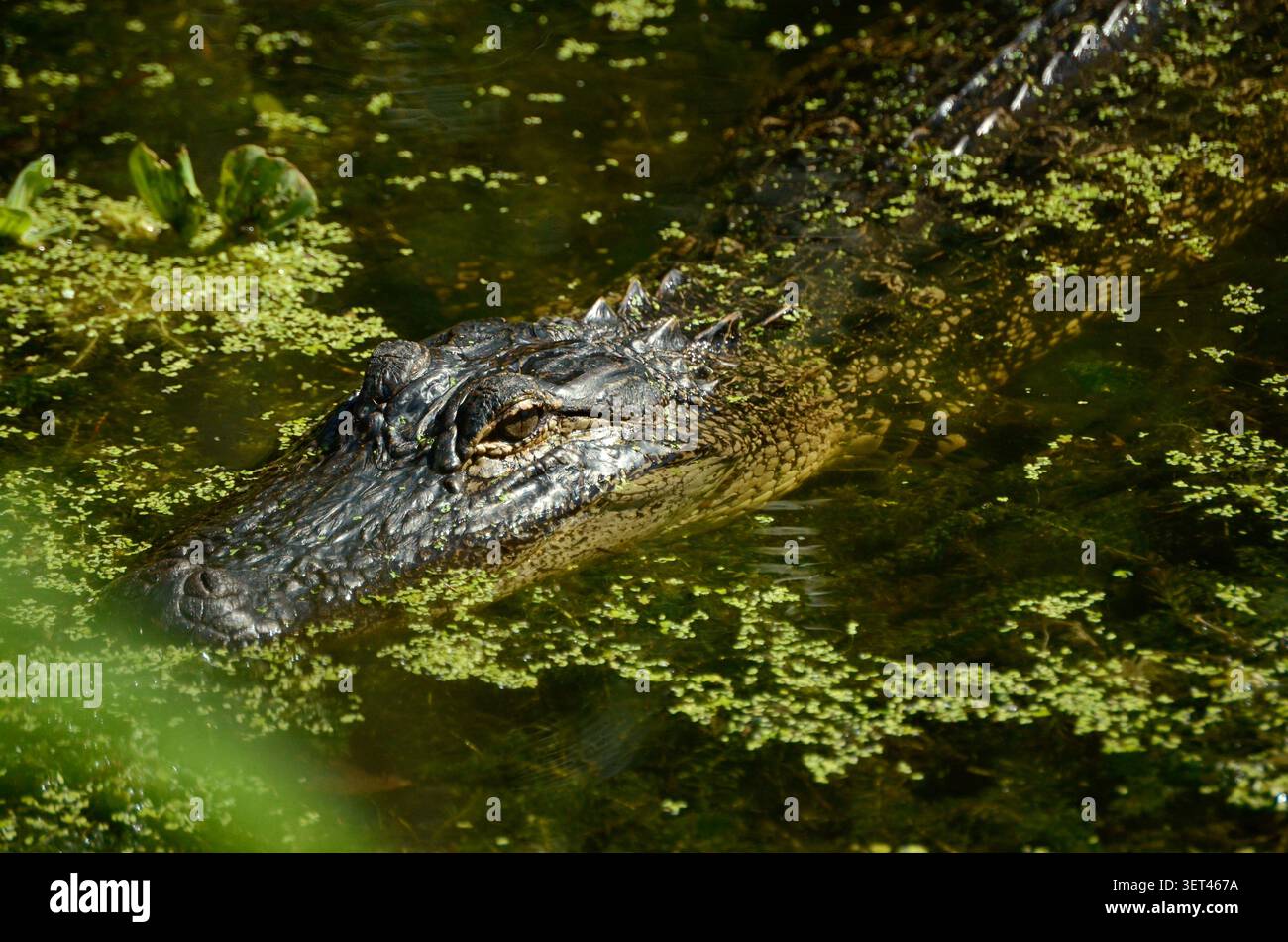 Alligator schwimmend im Sumpfwasser Stockfoto