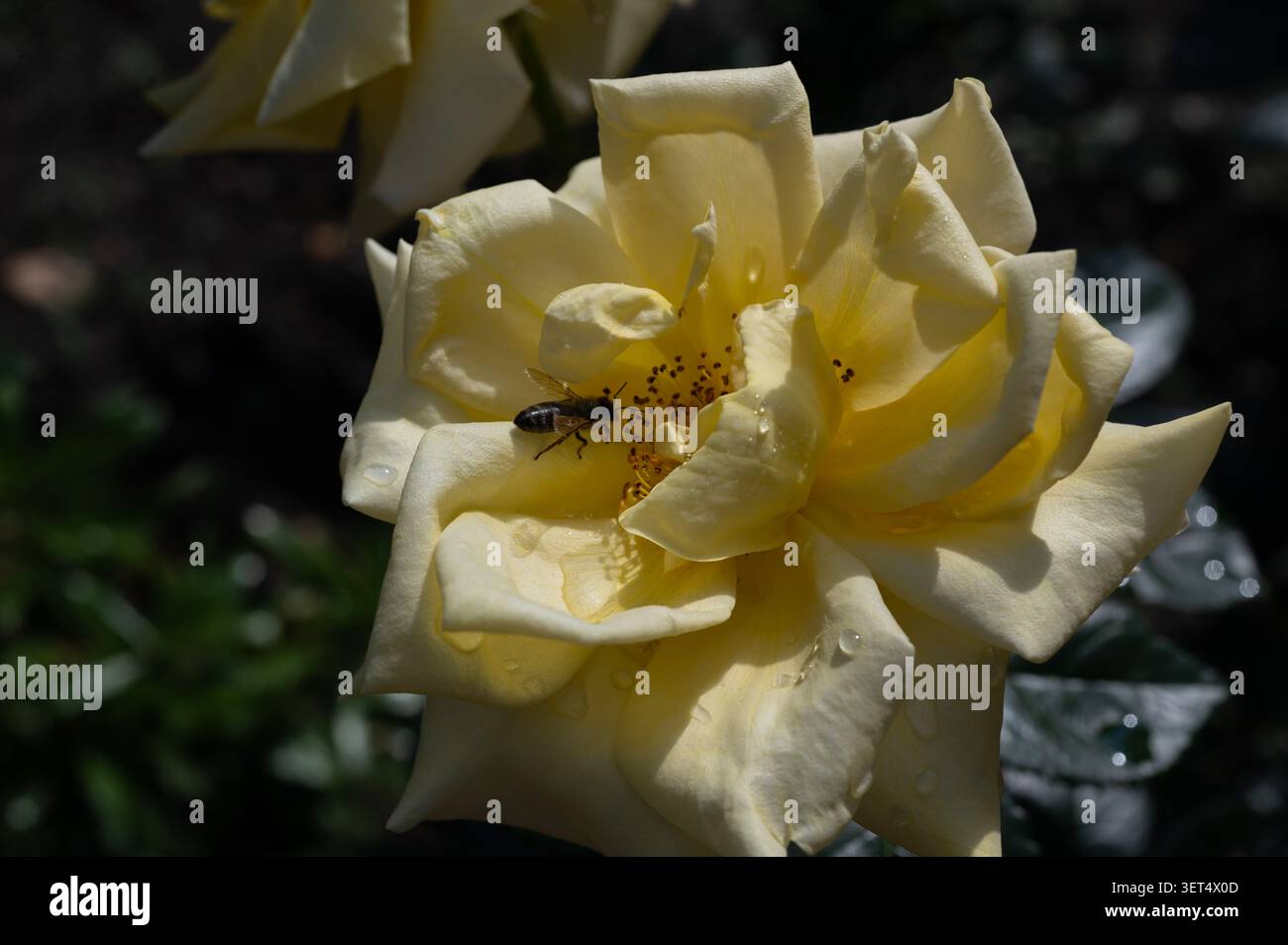 Biene auf cremefarbenen Rosenblättern Nahaufnahme Stockfoto