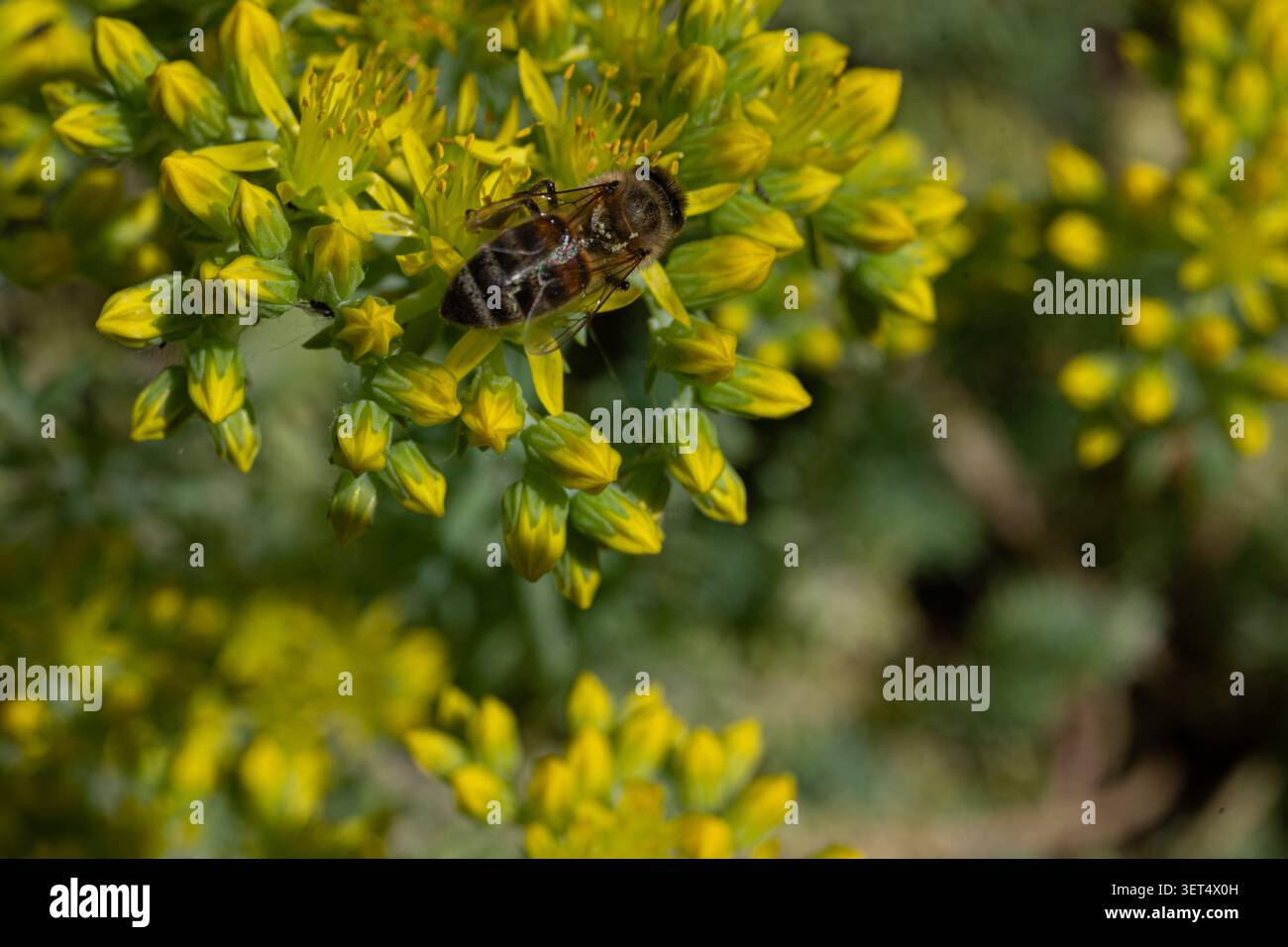 Biene auf gelben Blumen Hintergrundmakro Stockfoto