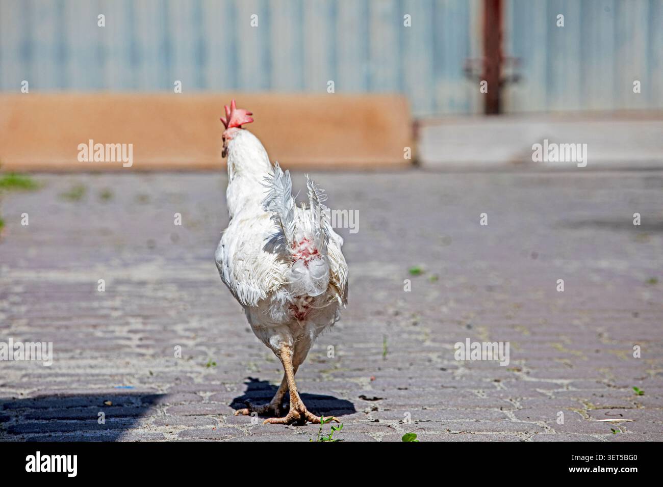 Ein weißes Legehennen, Loman Sendi, auf einem Herd im Garten. Landwirtschaft Stockfoto