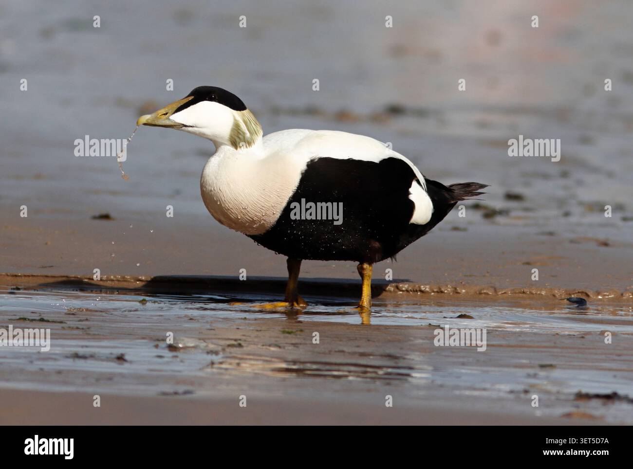 EIDER (Somateria mollissima) Männchen, das trinkt, UK. Stockfoto