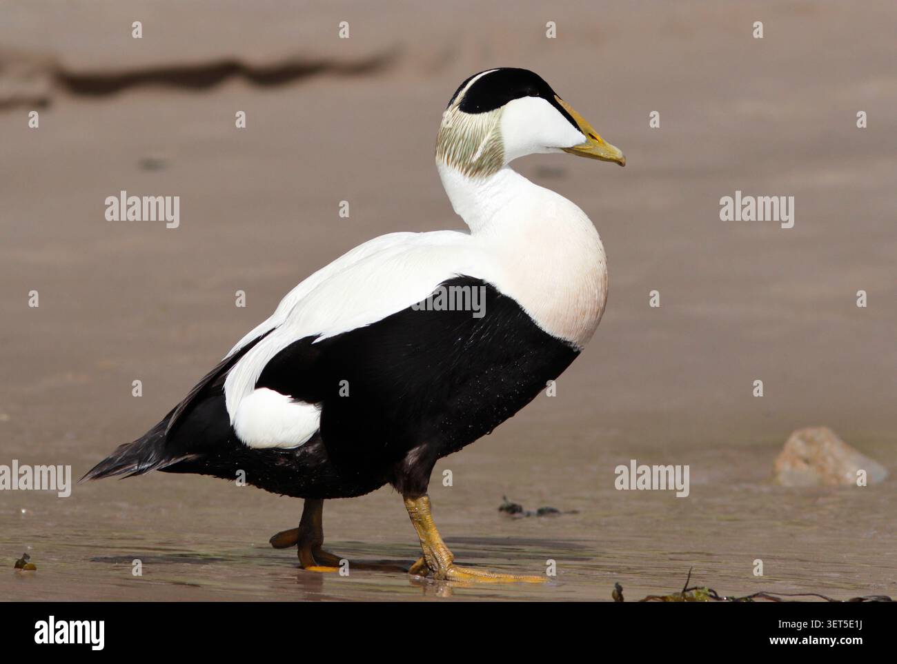 EIDER (Somateria mollissima) Männchen geht über den Strand, UK. Stockfoto