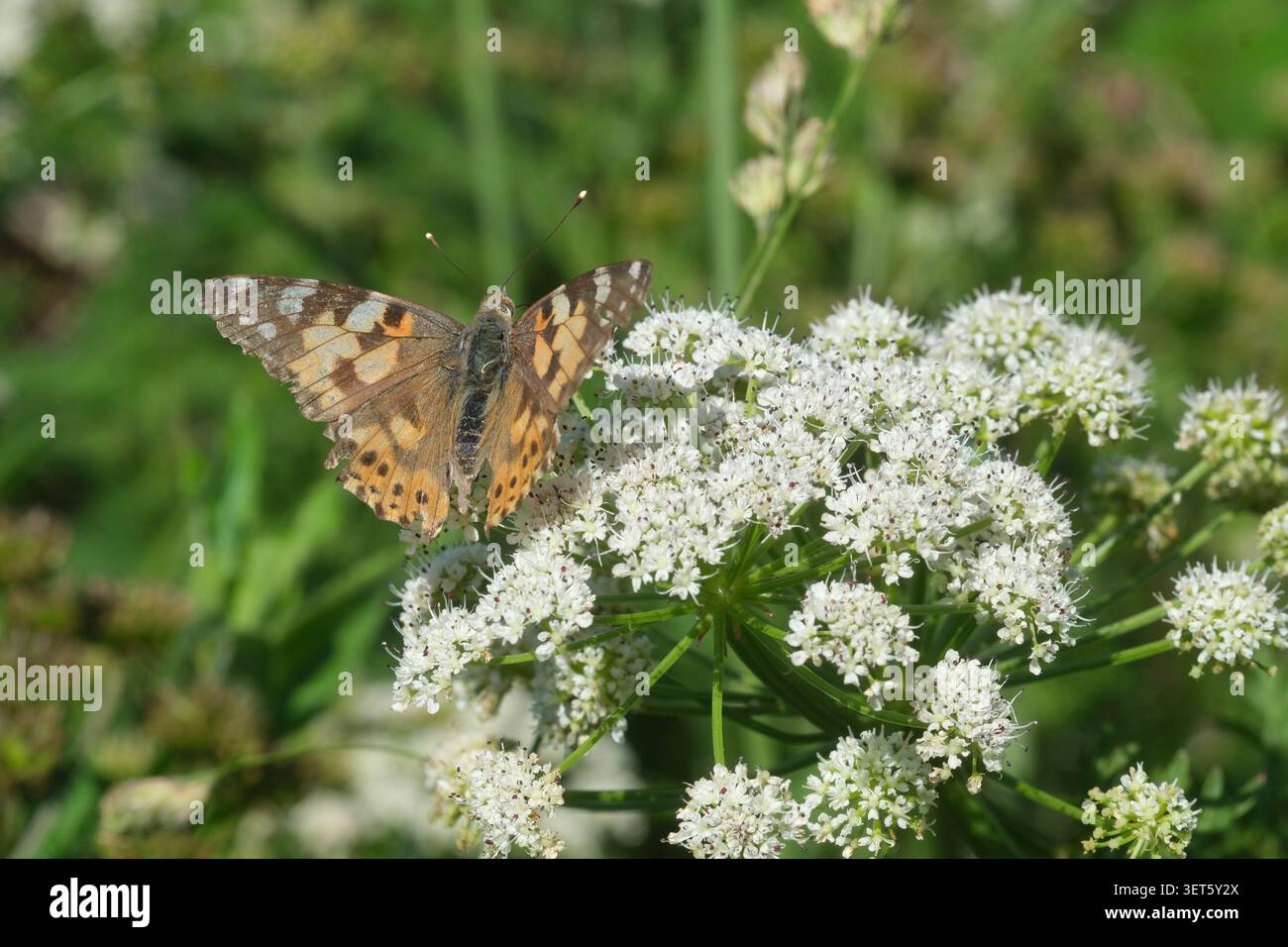 Painted Lady Butterfly im Juni 2026 in Großbritannien Stockfoto