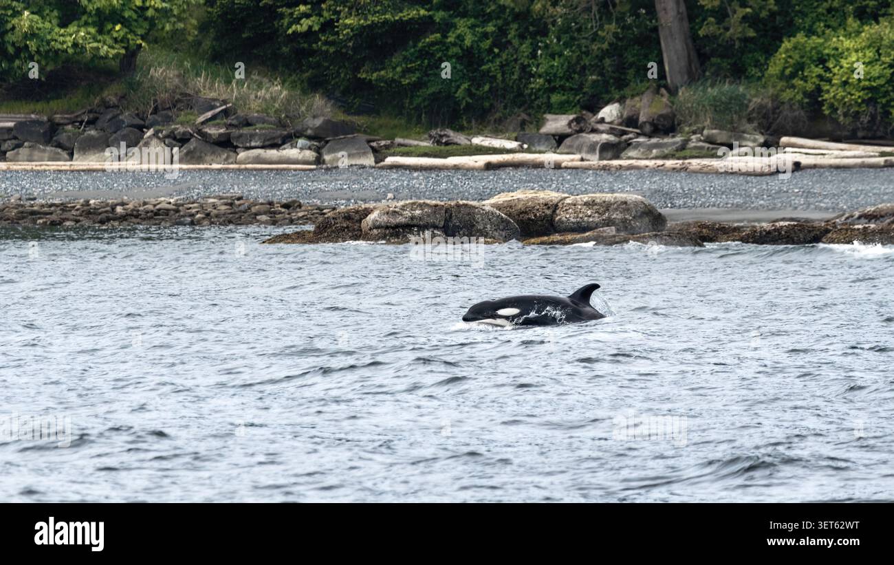 Eine einzelne Orca (Orcinus orca), die vor der Küste von Gabriola Island, BC, Kanada, aus dem Wasser springt, 16:9 Stockfoto