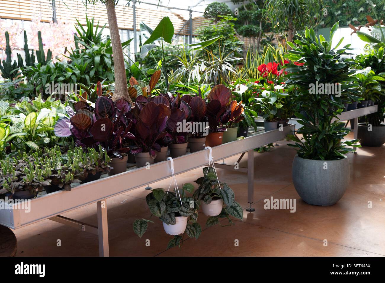 Großer Blick auf das moderne Innere des Gartenzentrums mit tropischen Zimmerpflanzen und dekorativen Laubpflanzen Stockfoto