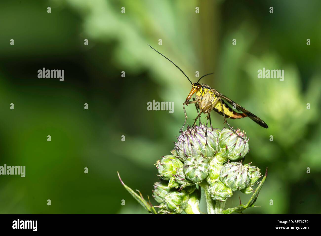 Eine weibliche Skorpionfliege auf einer Blume Stockfoto
