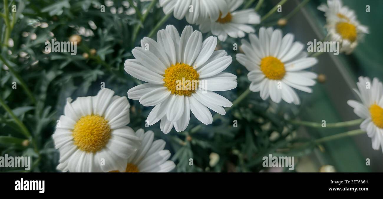 Weiße Blüten mit gelben Mittelpunkten in einem Garten an einem sonnigen Tag Stockfoto
