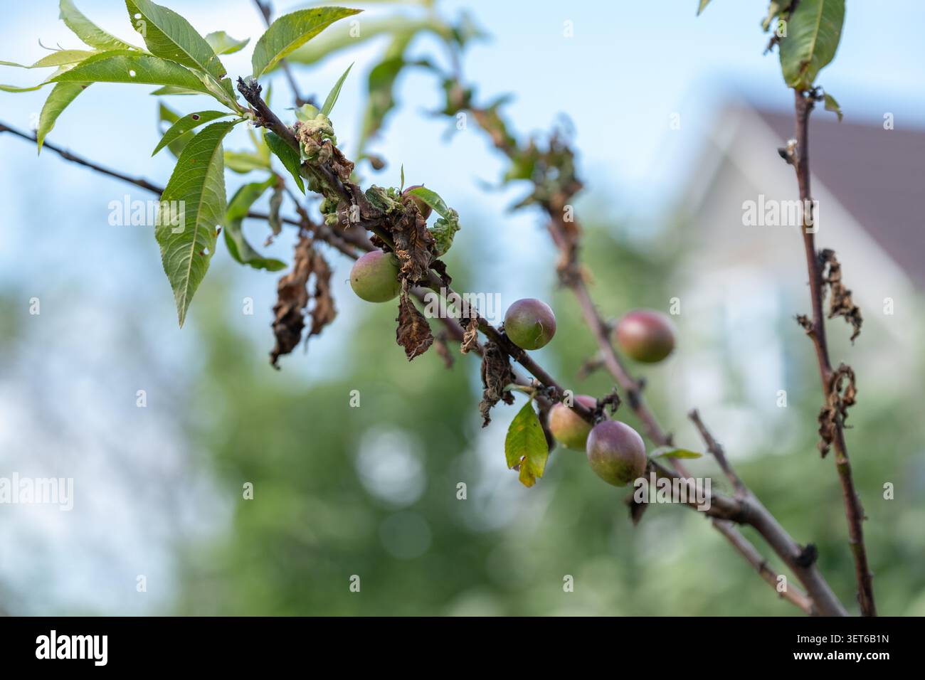 Pfirsichzweig zeigt Symptome von Blattkräuselkrankheit, beschädigtem Laub, trocknenden Triebe und sich entwickelnder Frucht. Das Bild zeigt eine Pilzinfektion, Stockfoto