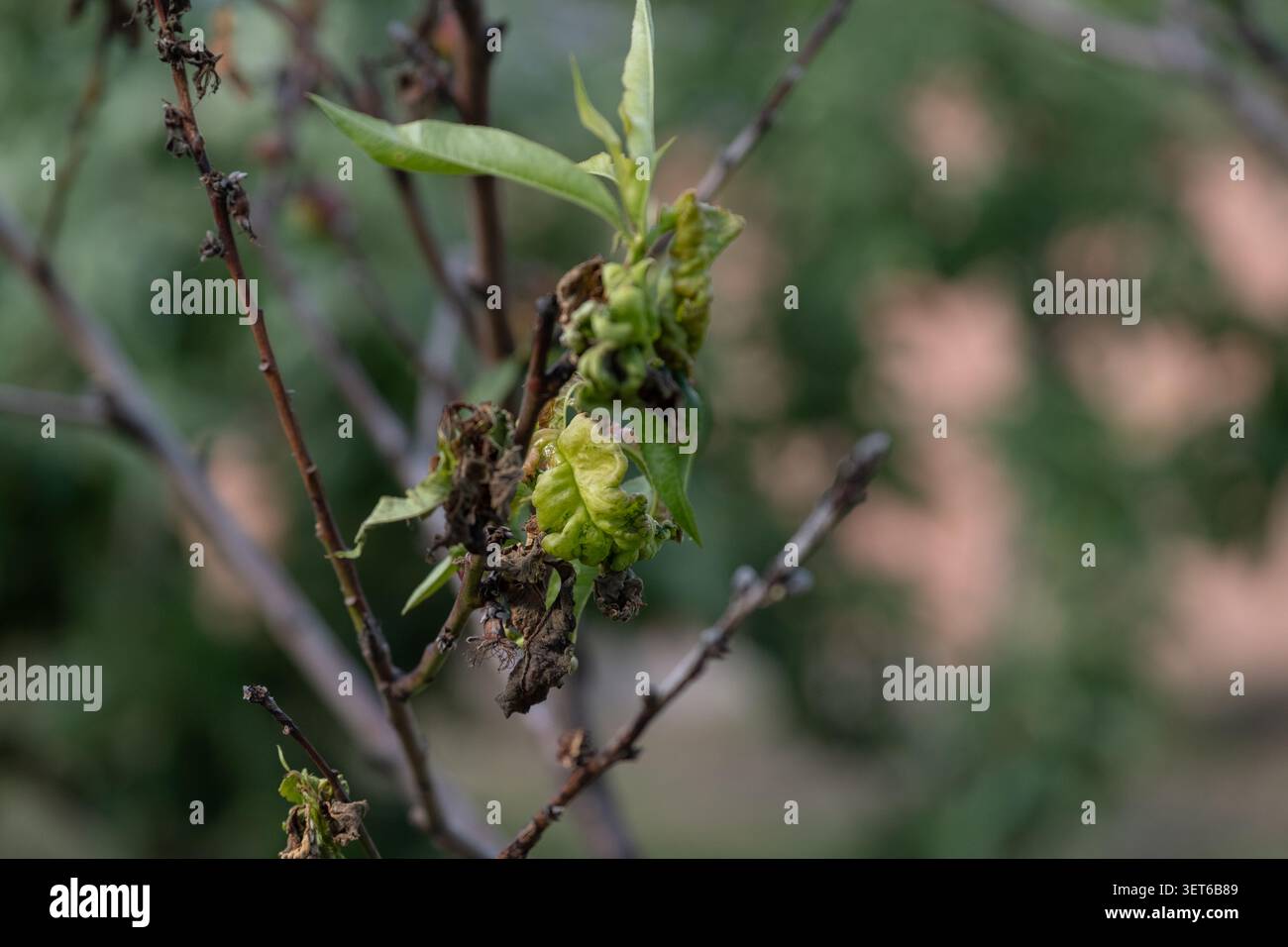 Nahaufnahme von Pfirsichblatt-Curl-Krankheit, die junge Blätter und Triebe auf einem Obstbaum beeinflußt. Die Abbildung zeigt die charakteristische Blattverformung, Kräuselung und t Stockfoto