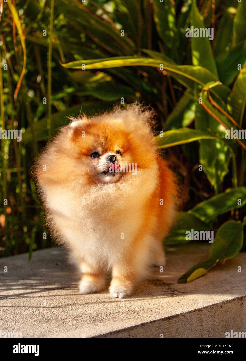 Entzückender flauschiger Pommerscher Hund, der seine Nase im sonnigen Garten leckt Stockfoto