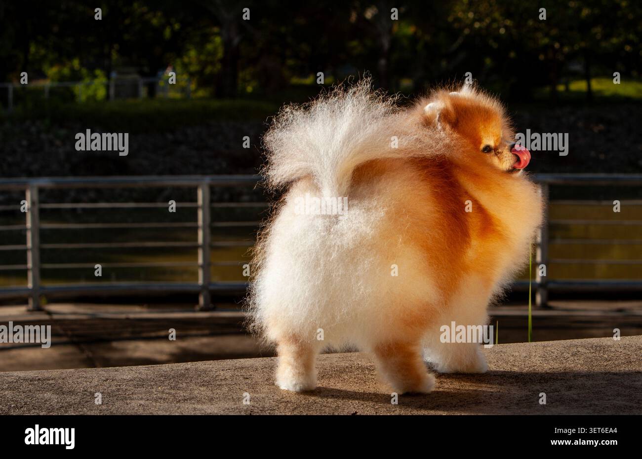 Flauschiger Pommerscher Hund posiert draußen von hinten und leckt Nase Stockfoto