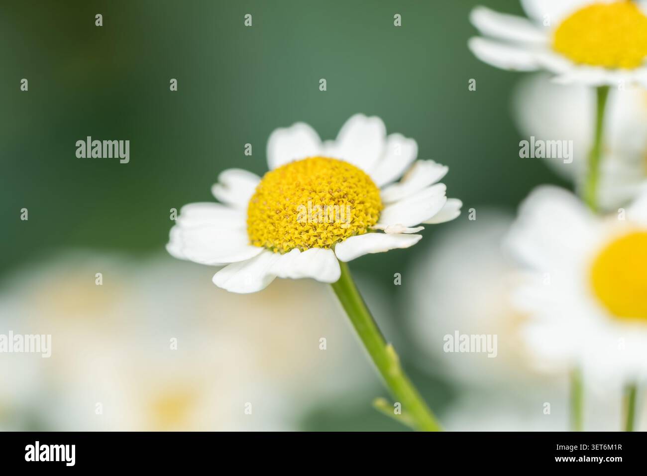 Horizontale selektive Kamillenfokussierung einer einzelnen weißen, fieberlosen Blume, die auf der grünen Sommerwiese blüht Stockfoto