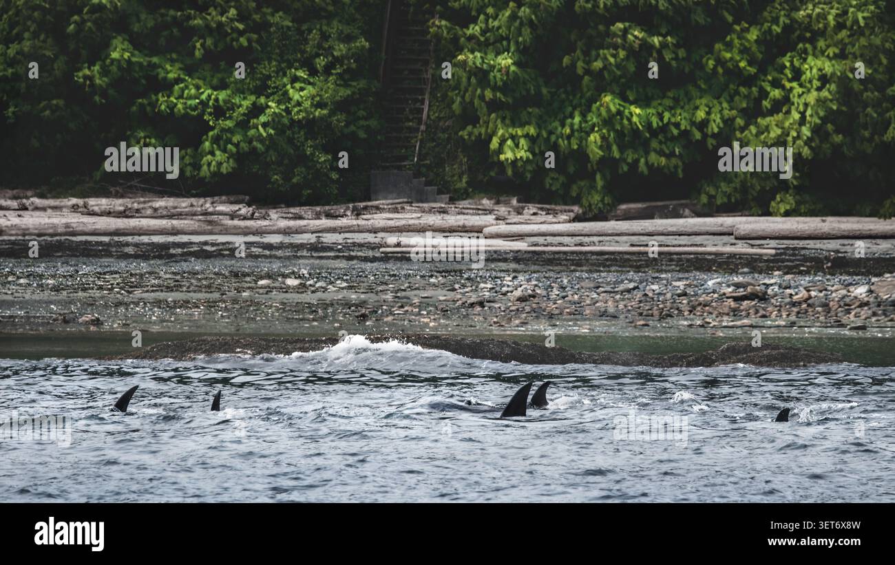Eine Gruppe von fünf Orcas (Orcinus orca) auf der Jagd an der Küste von Gabriola Island, BC, Kanada, 16:9 Stockfoto