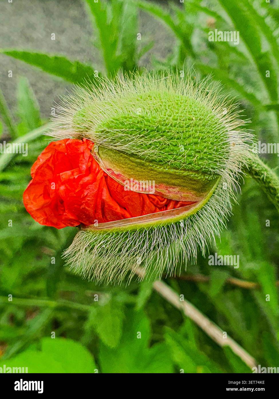 Nahaufnahme einer Mohnknospe, die sich aufspaltet, um zerknitterte rote Blüten aus haarigen grünen Sepalen zu sehen Stockfoto