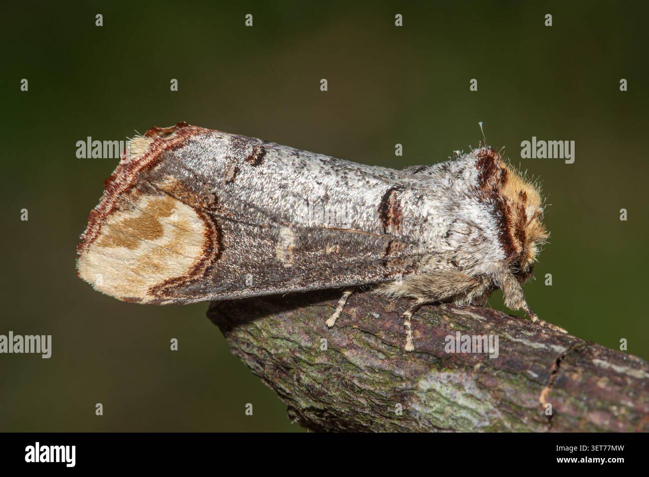 Buff-Spitzentopf (Phalera bucephala), eine Mottenart, die wie Birkenrinde aussieht, England, Großbritannien Stockfoto