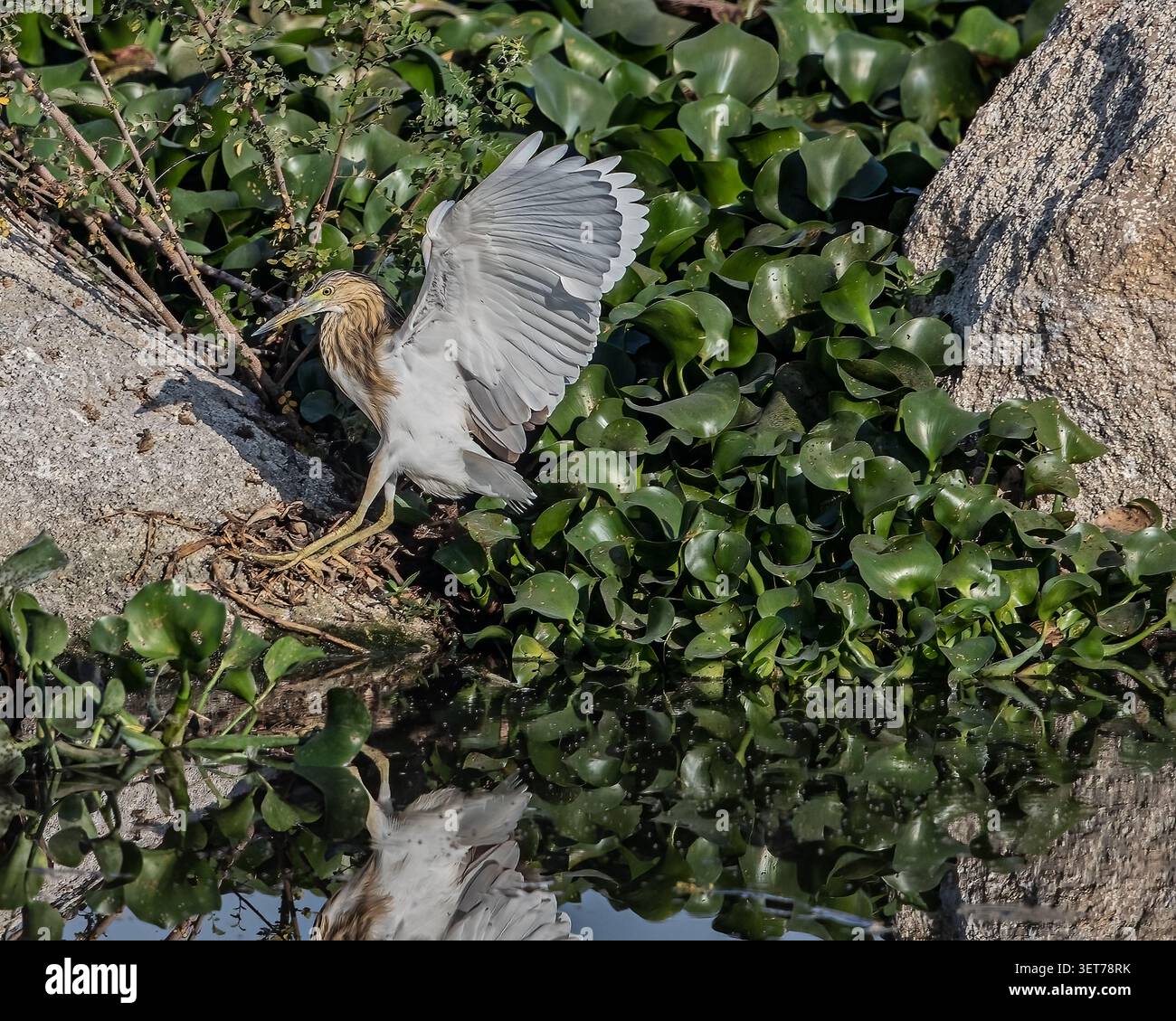 Ein Teichreiher, der mit vertikal ausgestreckten Flügeln fliegt Stockfoto