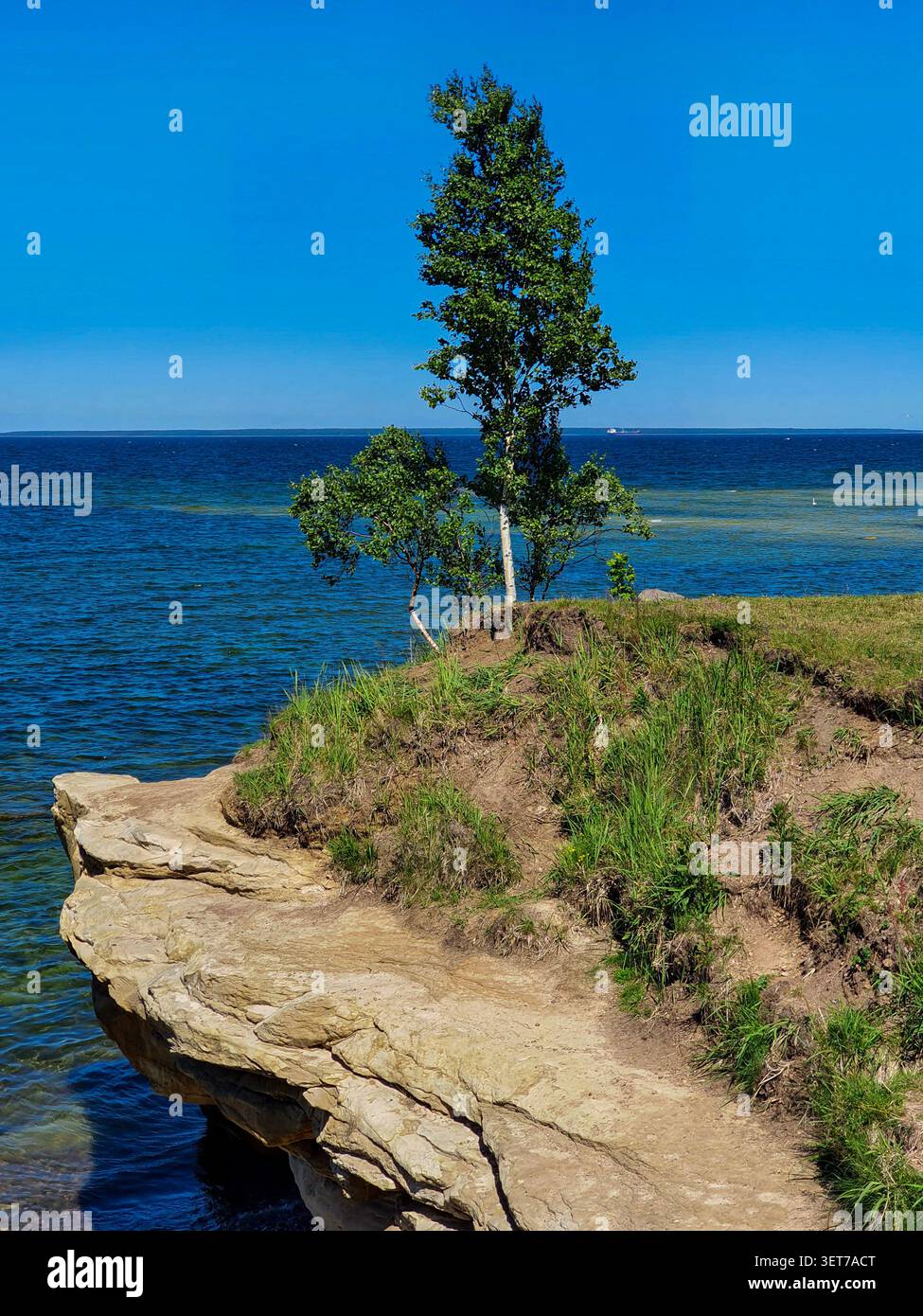 Ein einsamer Baum wächst an einer Kalksteinklippe mit Blick auf das blaue Meer an der estnischen Küste Stockfoto