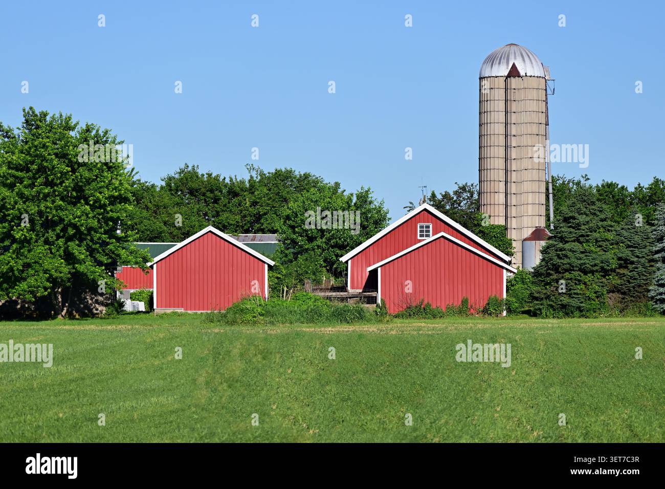Wheatland, Wisconsin, USA. Eine Ansammlung roter Scheunen bildet einen ruhigen Kontrast zu den Gras und Bäumen einer Farm im Südosten von Wisconsin. Stockfoto