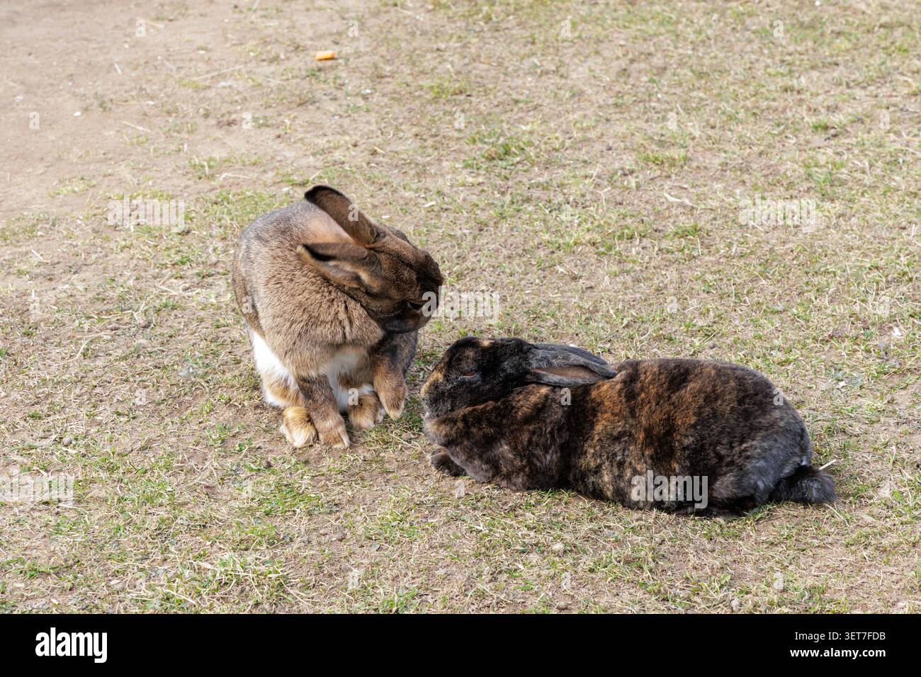 Ein braunes Hauskaninchen, das aufrecht auf seinen Hinterbeinen sitzt, um sich auf dem Gras neben seinem ruhenden Begleiter zu reinigen. Stockfoto
