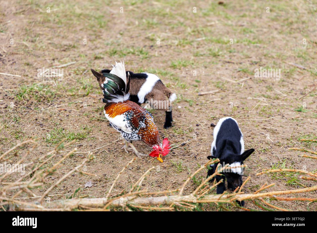 Ein detailliertes Seitenprofil eines lebendigen Haushahns mit weißen, braunen und schwarzen Federn und einem leuchtend roten Kamm, der draußen steht. Stockfoto