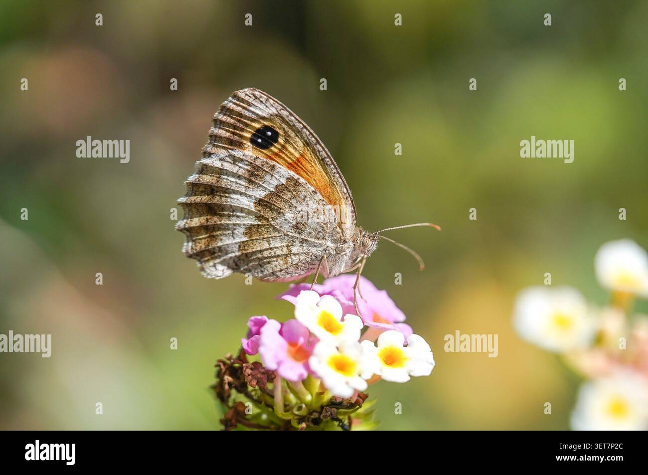 Pyronia, cecilia, südliche Torwächter auf blühender Lantana Camara, Spanien. Stockfoto