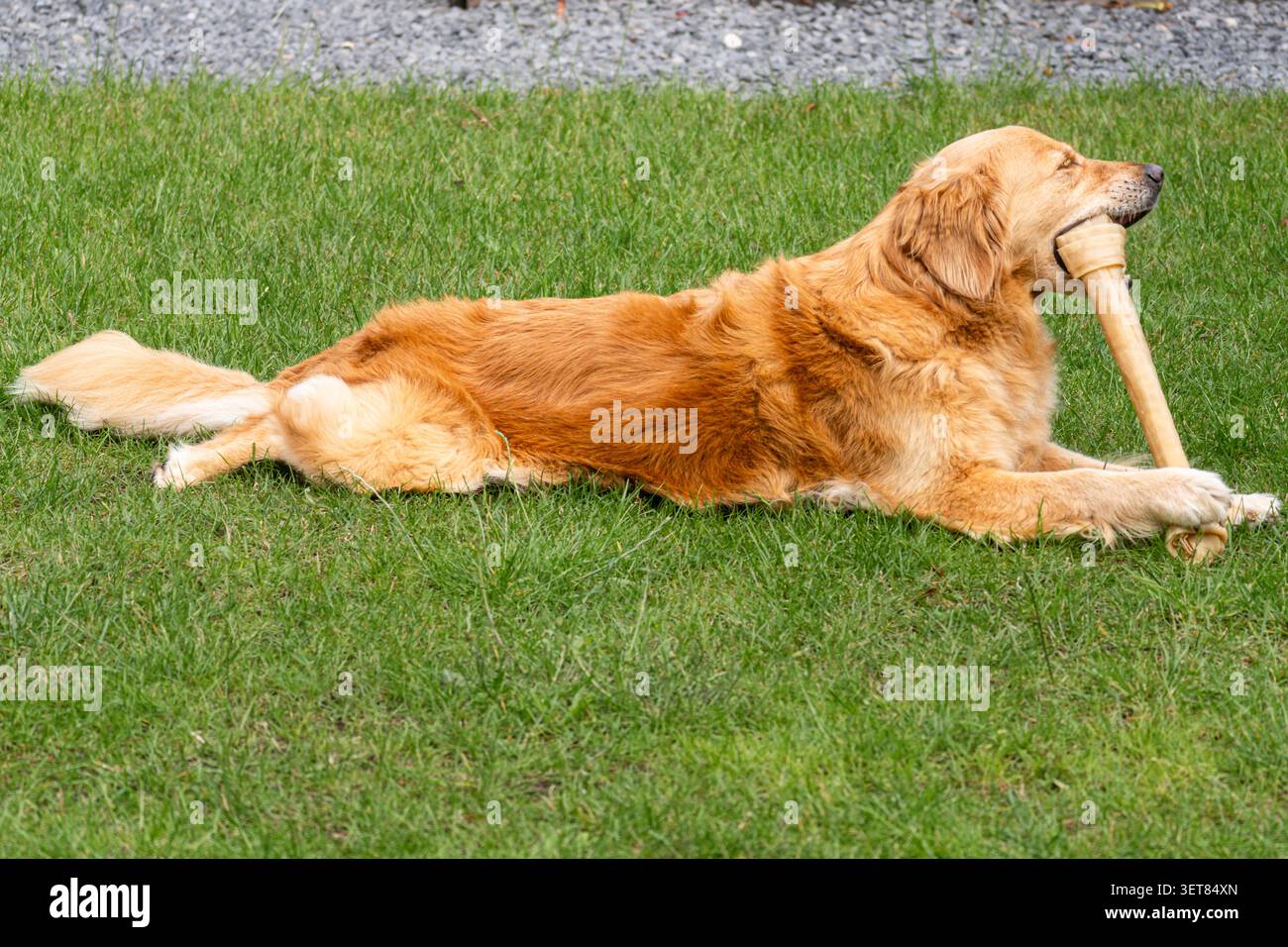 Golden Retriever Hund liegt auf grünem Gras, während er einen großen Knochen in einem Garten kaut. Glückliches Haustier, das im Freien spielt und kaut. Stockfoto