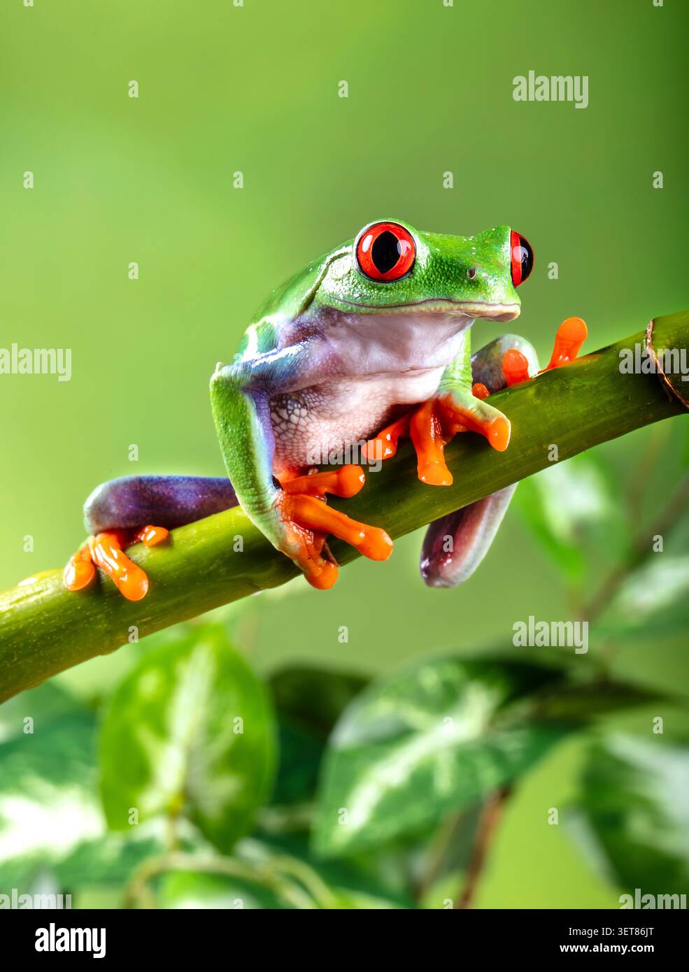 Ein auffälliger, rotäugiger Baumfrosch, der auf Bambus thront und die Welt mit neugierigem Ausdruck beobachtet. Stockfoto