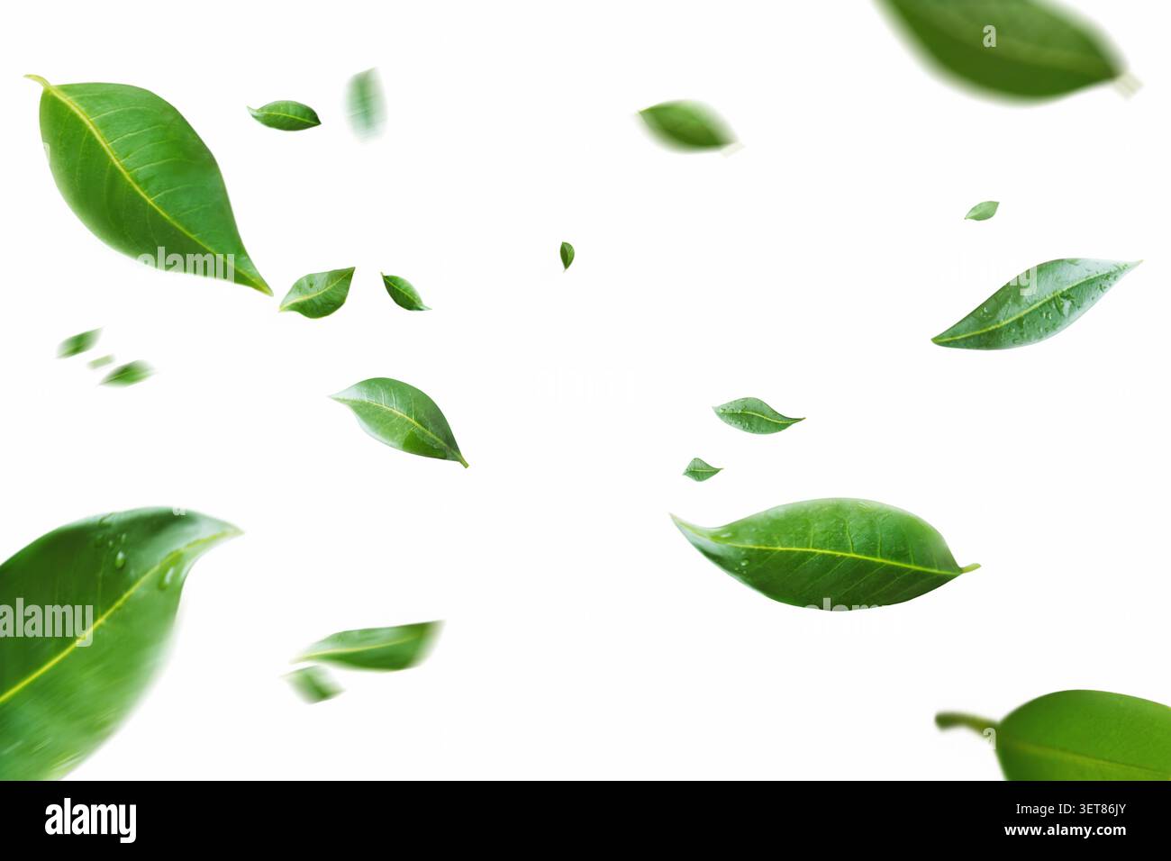 Fliegende grüne Blätter auf transparentem, freiem PNG-Hintergrund. Umwelt- und ökologische Hintergrundkonzepte. Stockfoto